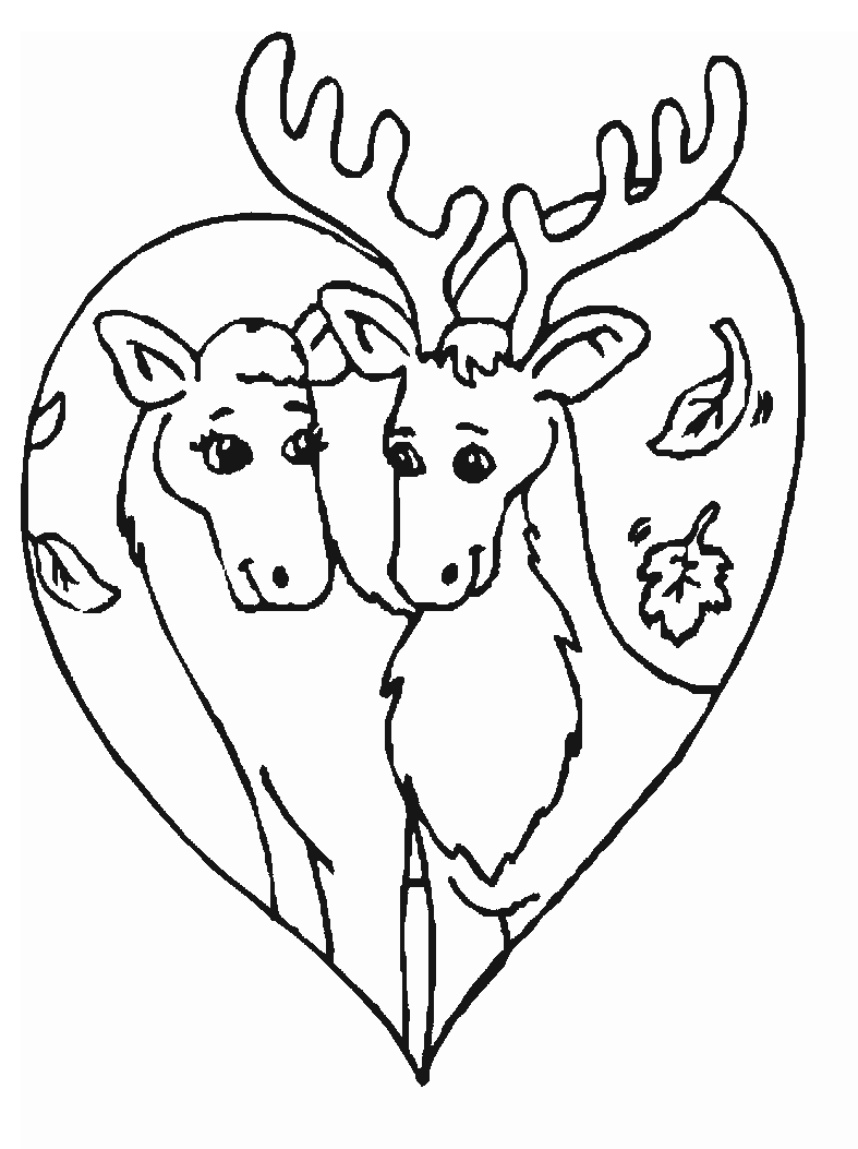 amor renos caribu